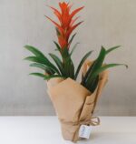 Guzmania