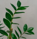 ZZ Plant