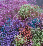 Rainbow Gypsophila