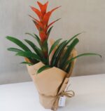 Guzmania