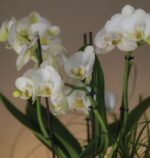 Mini Triple Spike Orchid in Cement Pot