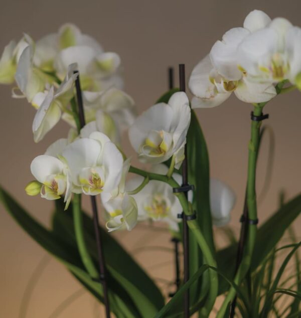 Mini Triple Spike Orchid in Cement Pot