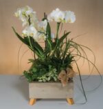 Mini Triple Spike Orchid in Cement Pot