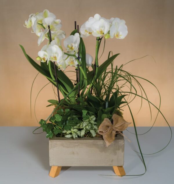 Mini Triple Spike Orchid in Cement Pot