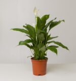Peace Lily