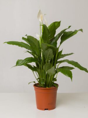 Peace Lily