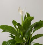 Peace Lily