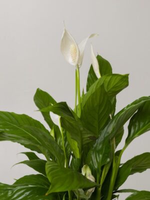 ANTHURIUM4.jpg