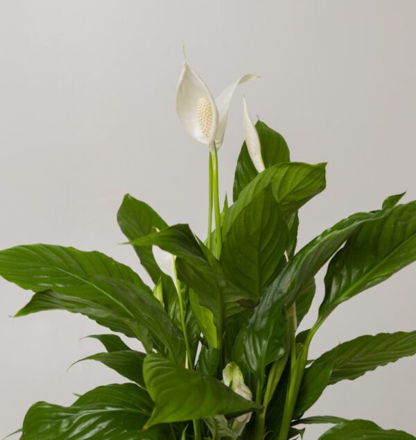 Peace Lily