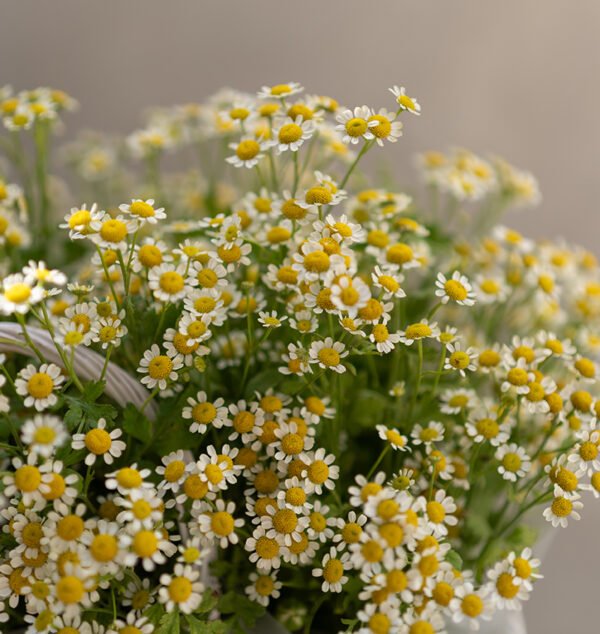Gentle Harmony
