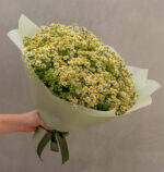 My Lovely Chamomile