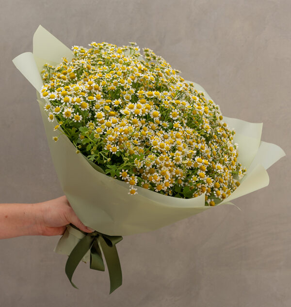My Lovely Chamomile