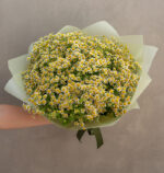 My Lovely Chamomile