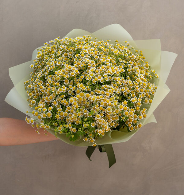 My Lovely Chamomile