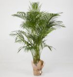 Areca Palm