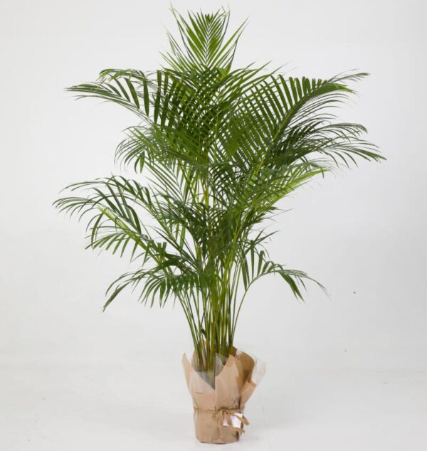 Areca Palm