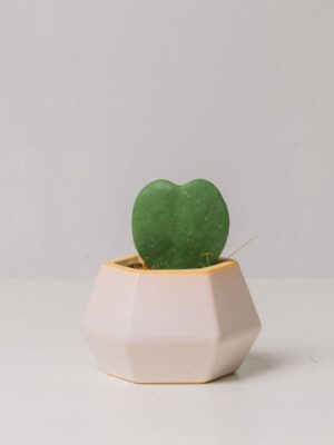 Hoya Heart