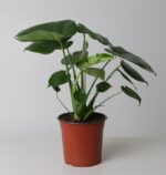 Monstera Deliciosa
