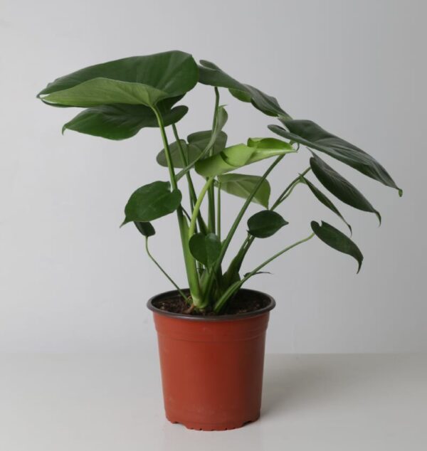 Monstera Deliciosa