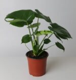 Monstera Deliciosa