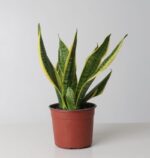 Snake Plant