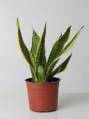 Snake Plant