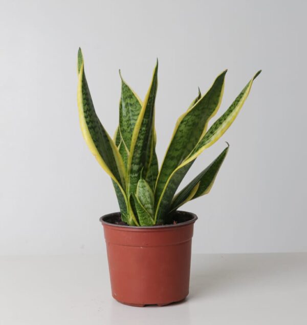 Snake Plant