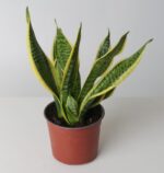 Snake Plant