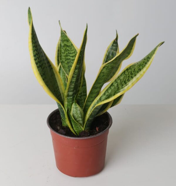 Snake Plant