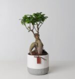 Ficus Ginseng
