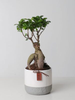 Ficus Ginseng
