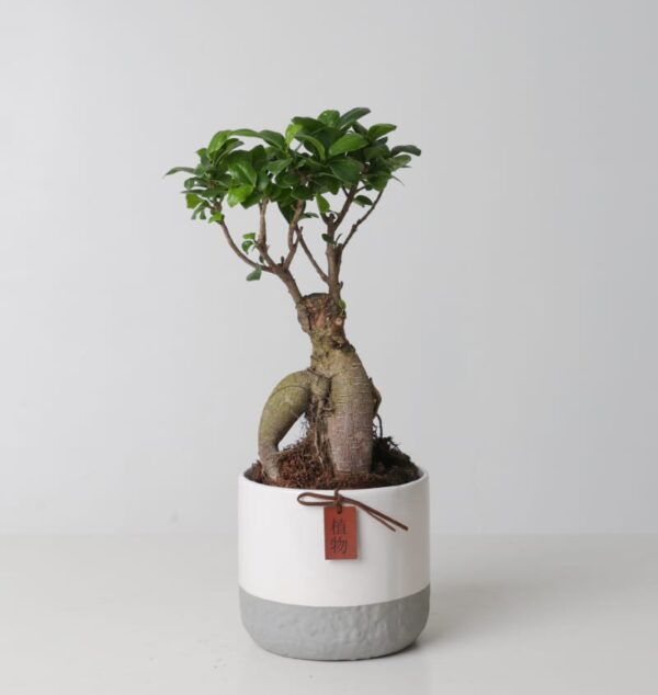 Ficus Ginseng