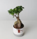 Ficus Ginseng