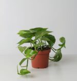 Golden Pothos