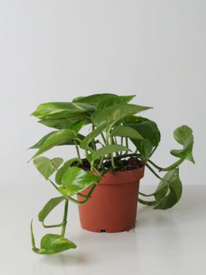 Golden Pothos