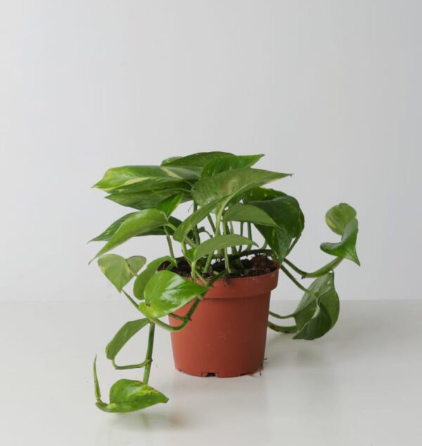 Golden Pothos