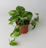 Golden Pothos