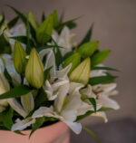 Lily Treasure