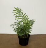 Parlour Palm