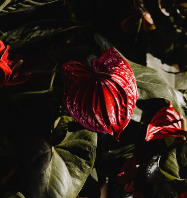 Anthurium