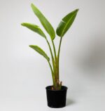 Strelitzia Nicolai