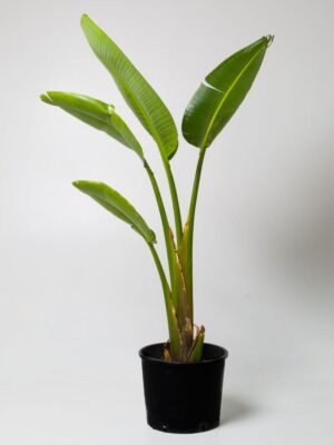 Strelitzia Nicolai