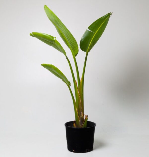 Strelitzia Nicolai