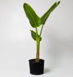 Strelitzia Nicolai
