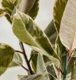 Ficus Tineke