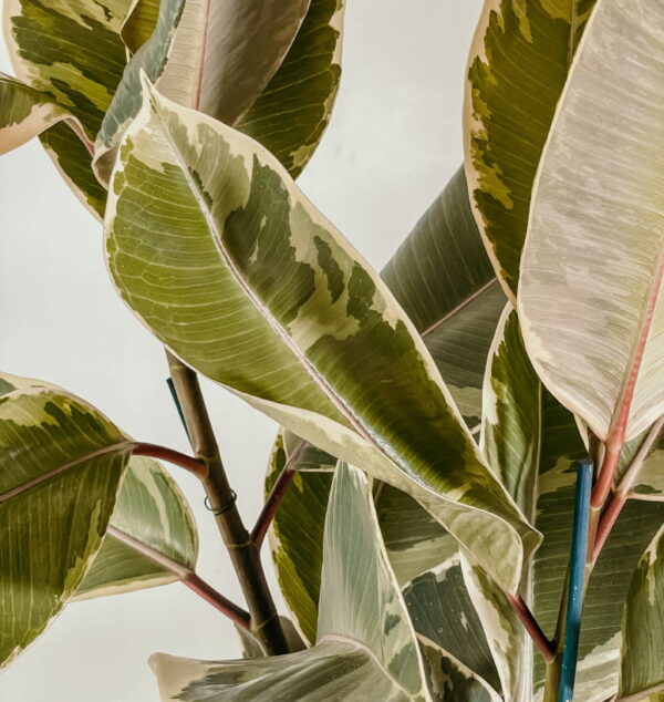 Ficus Tineke