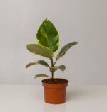 Ficus Tineke