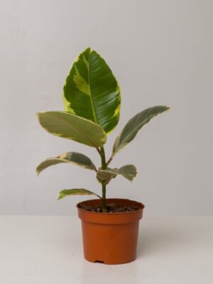 Ficus Tineke
