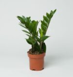 ZZ Plant