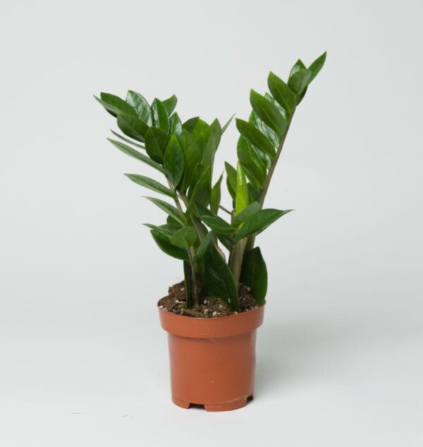 ZZ Plant